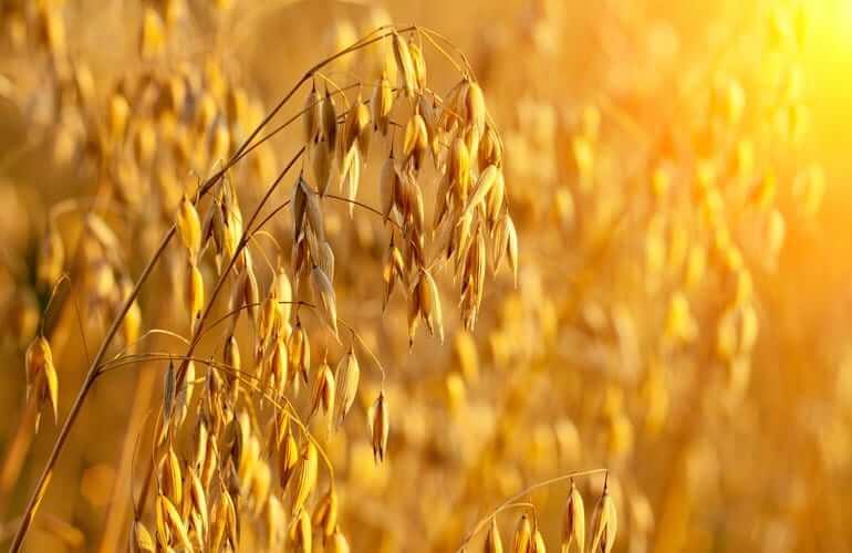 Close up view of an oat plant in a field at sunset