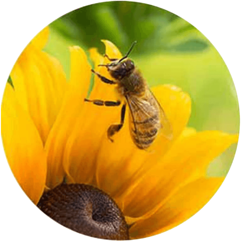 Bumble bee on a flower pedal.