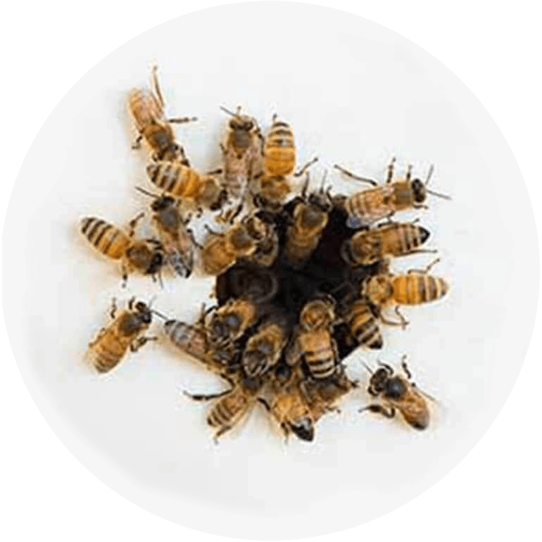 Swarm of bumblebees around a honeycomb against a white background